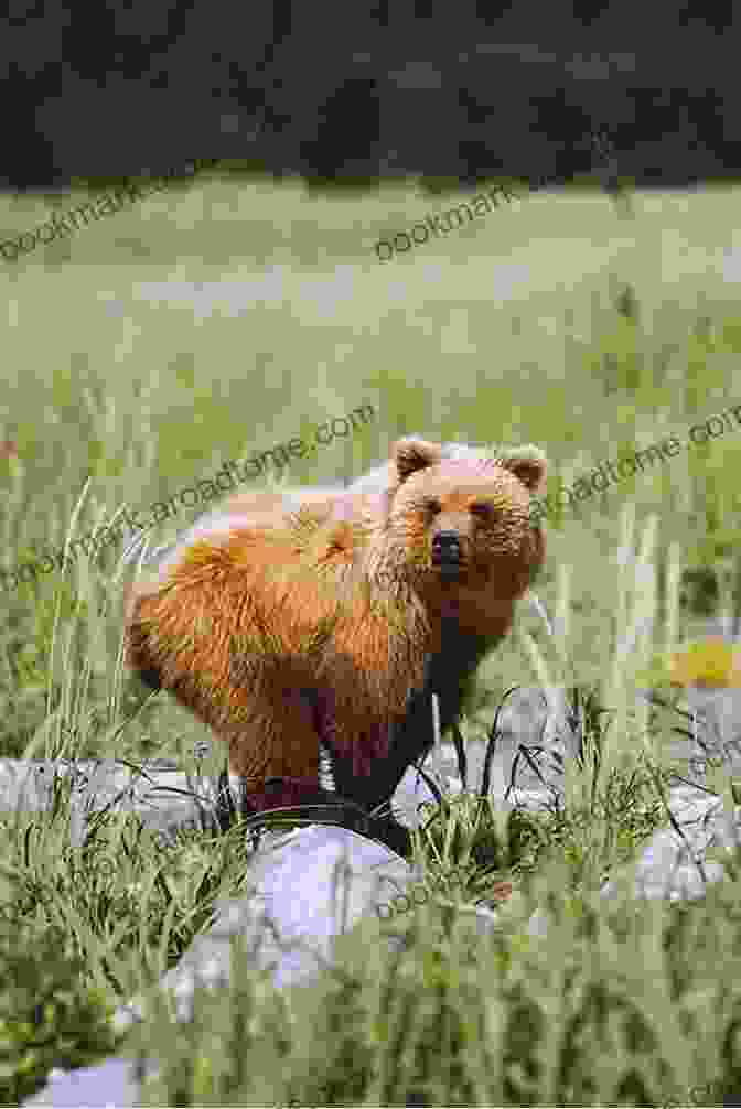 A Captivating Scene Of A Grizzly Bear Cub Perched On A Fallen Log, Surrounded By Lush Greenery Babies Of The Great Bear Rainforest