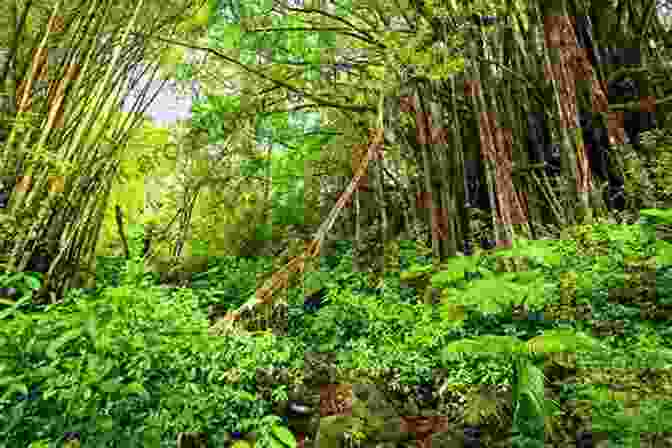 A Large Rainforest Tree With A Tall Trunk And Spreading Branches. The Tree Is Surrounded By Lush Vegetation. Tree Of Wonder: The Many Marvelous Lives Of A Rainforest Tree