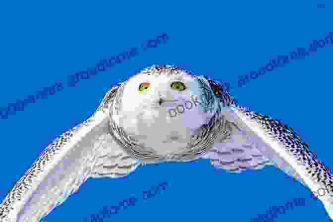 A Majestic Snowy Owl In Flight, Its Piercing Yellow Eyes Gazing Intently. A Field Guide To Snow (Snowy Owl)