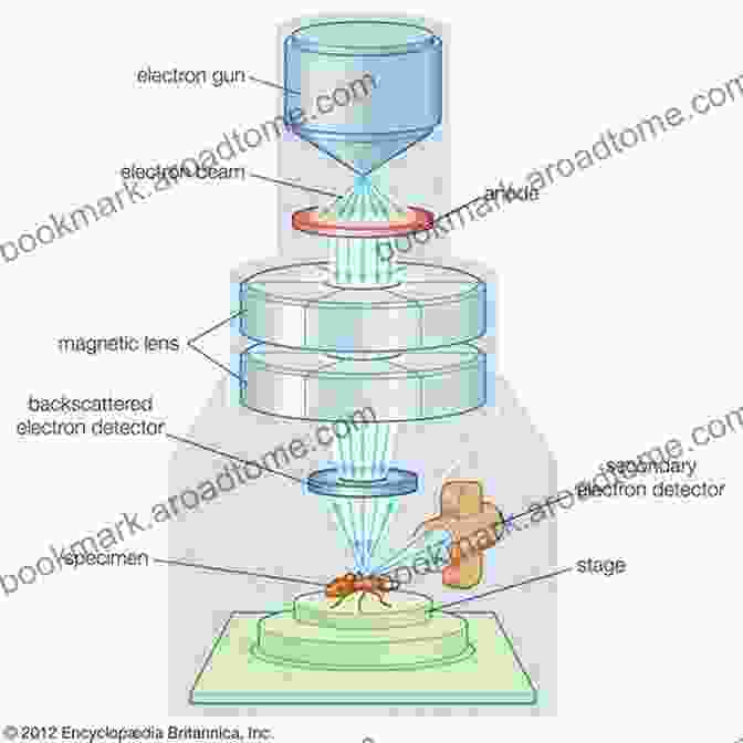 A Microscopic Image Of Cells, Illustrating The Principles Of Quantum Biology Quantum Biological Information Theory Ivan B Djordjevic