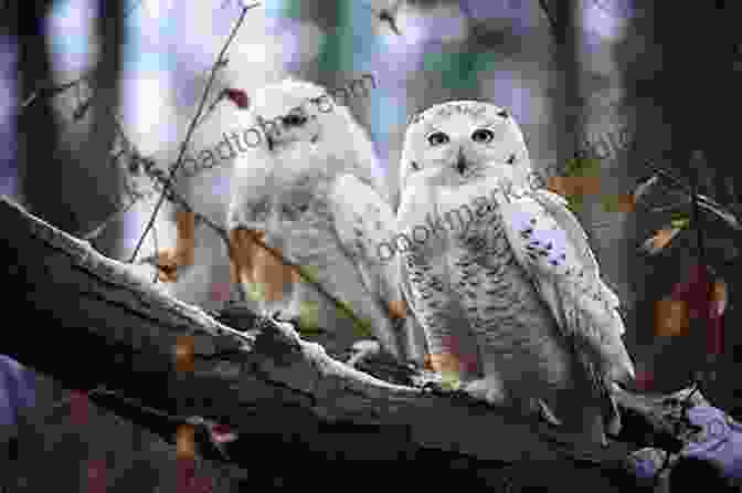 A Pair Of Snowy Owls Perched Together On A Snowy Branch, Their Bond Evident In Their Close Proximity. A Field Guide To Snow (Snowy Owl)