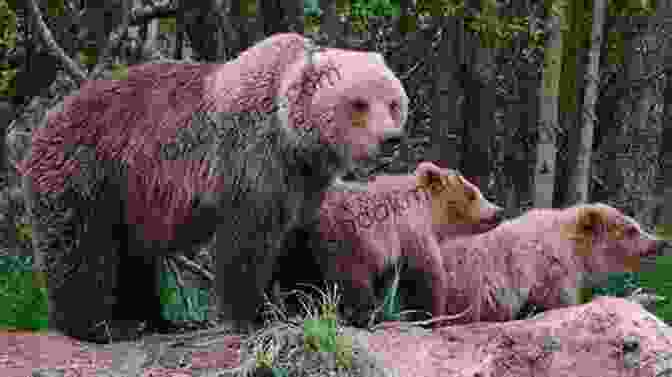 A Playful Bear Cub Exploring The Lush Forest With Its Mother Babies Of The Great Bear Rainforest