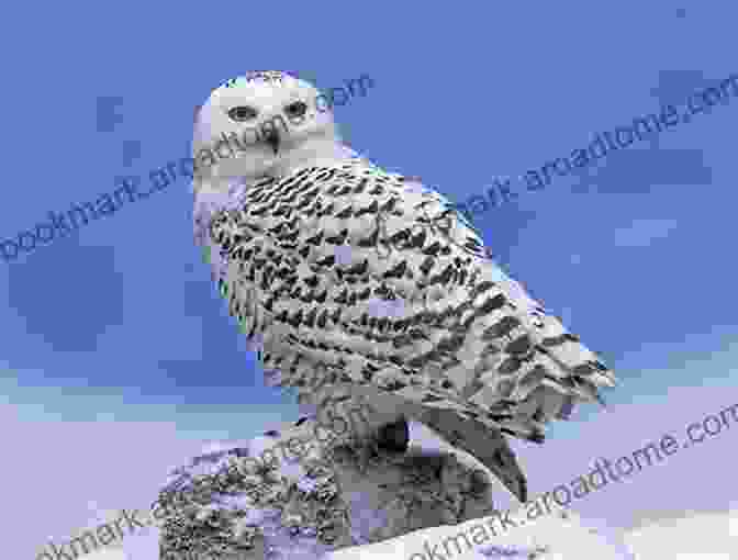 A Snowy Owl Perched Atop A Snow Covered Rock, Its Piercing Gaze Scanning The Horizon For Its Next Meal. A Field Guide To Snow (Snowy Owl)