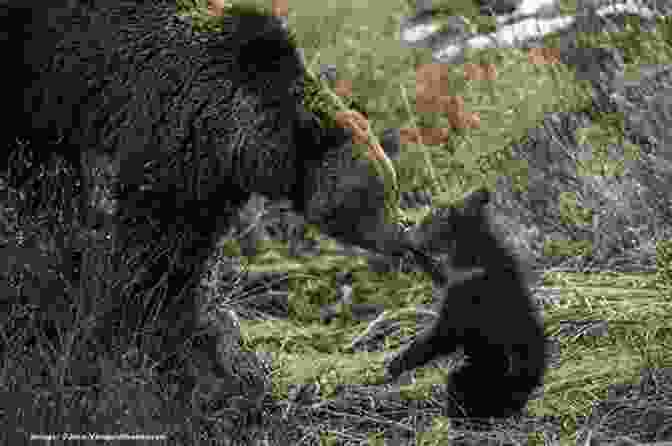 A Stunning Portrait Of A Grizzly Bear Mother And Her Cubs, Symbolizing The Enduring Spirit Of The Great Bear Rainforest Babies Of The Great Bear Rainforest