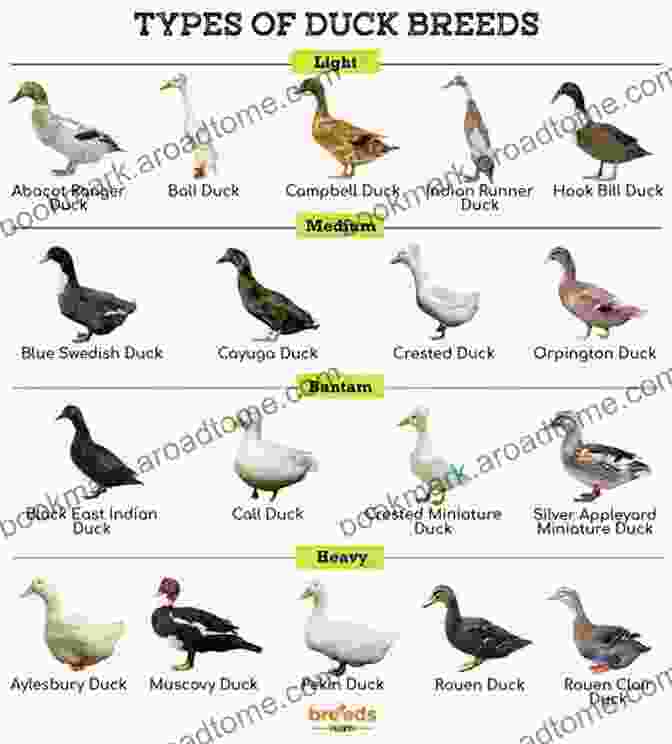 A Variety Of Duck Breeds Displaying Their Vibrant Plumage. Raising Ducks: Beginners Guide To Raising Healthy And Happy Ducks