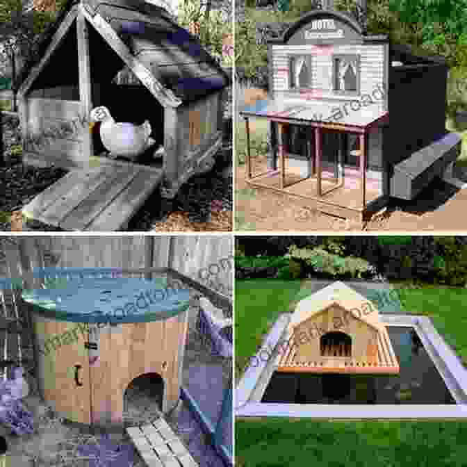 A Well Lit And Airy Duck Coop With Ample Space For Movement. Raising Ducks: Beginners Guide To Raising Healthy And Happy Ducks