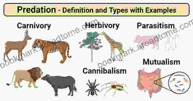 Animal Size Influencing Predator Prey Dynamics Scaling: Why Is Animal Size So Important?