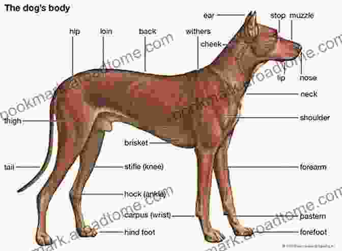 Close Up Of A Dog's Physical Features, Highlighting The Importance Of Observing Key Characteristics For Accurate Breed Identification. Its A Dogs World (Name That Doggy): Dog For Kids