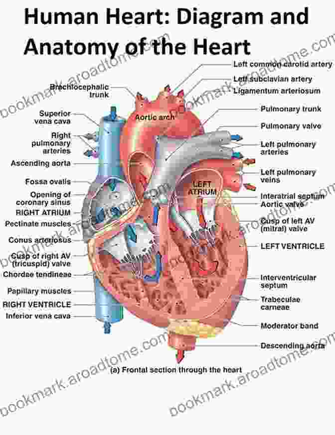 Detailed Illustration Of The Heart's Anatomy Cardiac CT Marc Dewey