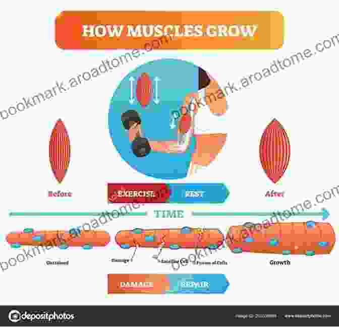 Diagram Illustrating The Process Of Muscle Growth Bigger Leaner Stronger: The Simple Science Of Building The Ultimate Male Body (The Bigger Leaner Stronger 1)