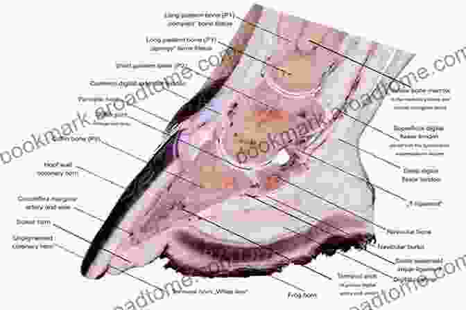 Diagram Of Equine Hoof Anatomy A Modern Look At THE HOOF: Morphology ~ Measurement ~ Trimming ~ Shoeing