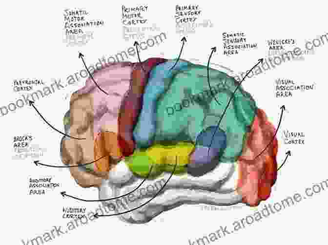 Diagram Showing The Different Brain Regions Involved In Memory Formation And Retrieval Mechanisms Of Memory J David Sweatt