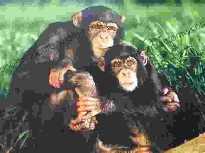 Family Dynamics And The Weight Of Secrets In 'Monkey Love' MONKEY LOVE Jim Bosworth