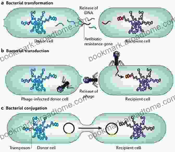 Gene Transfer Process Molecular Genetics Gene Transfer And Therapy (ISSN 40)