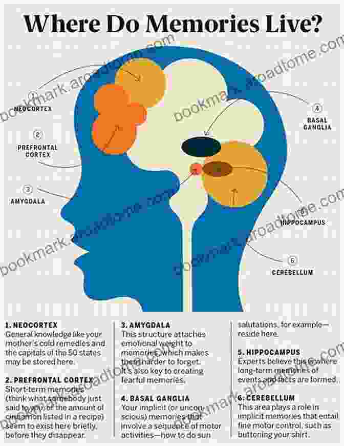 Illustration Showing The Interplay Between Memory And Emotion In The Brain Mechanisms Of Memory J David Sweatt