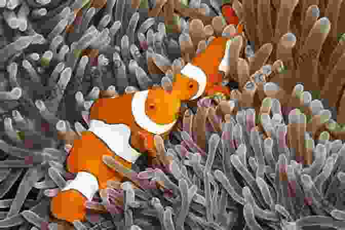 Image Of A Symbiotic Relationship Between A Clownfish And A Sea Anemone Serendipity: An Ecologist S Quest To Understand Nature (Organisms And Environments 14)