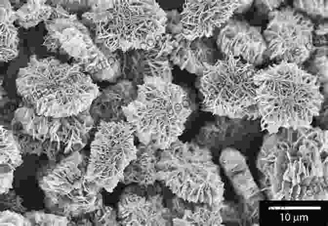 Microscopic Image Of Organic Matter Transforming Into Hydrocarbons Geology Of Petroleum