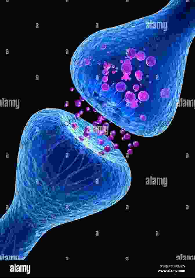 Microscopic Image Of Synapses, Showing The Changes In Strength That Occur During Synaptic Plasticity Mechanisms Of Memory J David Sweatt