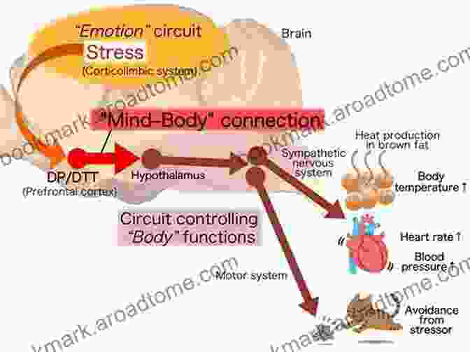 Neural Circuitry Of Emotion Genes Brain And Emotions: Interdisciplinary And Translational Perspectives (Series In Affective Science)