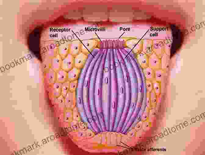 Taste Bud Structure In Bullhead Teleosts Taste Organ In The Bullhead (Teleostei) (Advances In Anatomy Embryology And Cell Biology)