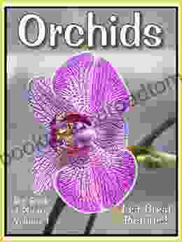 Just Orchid Photos Big Of Photographs Pictures Of Orchids Vol 1